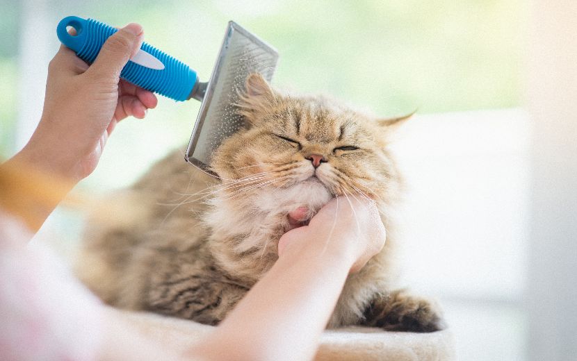 Higiene dos Gatos